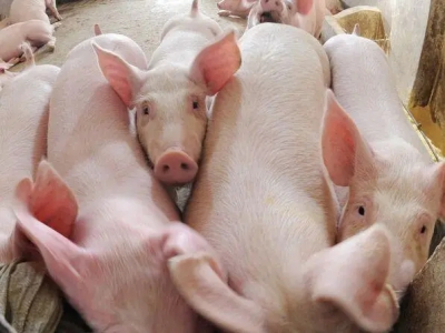 生猪平均价格23.79元/公斤，同比上涨83.4%