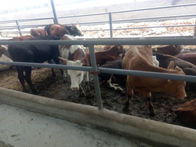 牛！云南肉牛产业链交易中心挂牌启用！打造牛肉供应基地